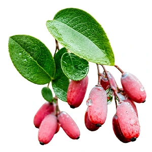 Berberis aristata